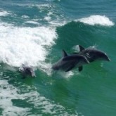 Dolphin cruise in Destin Florida