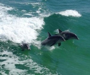 Dolphin cruise in Destin Florida