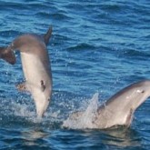 Dolphin cruises in Destin FL
