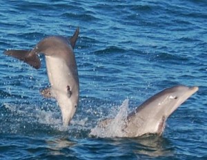 Dolphin cruises in Destin FL