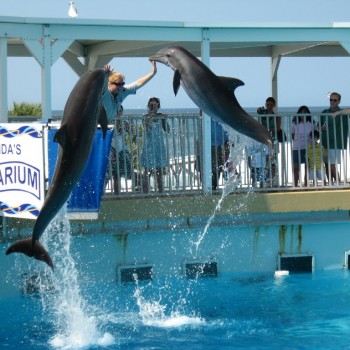 destin gulfarium