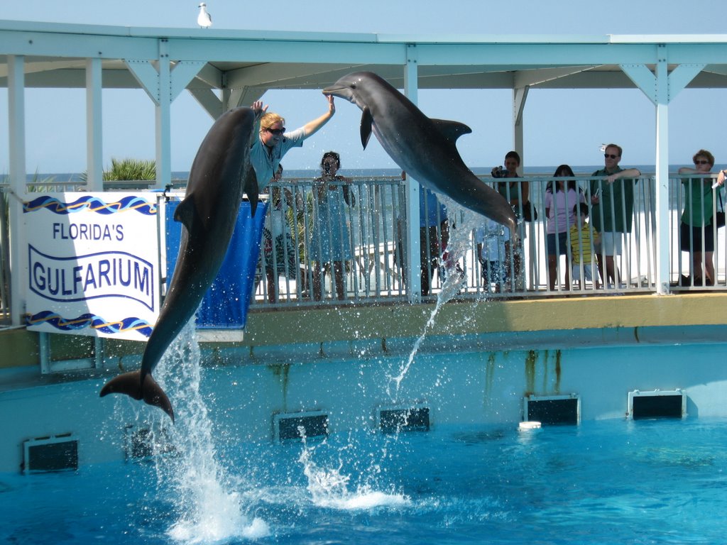Destin Gulfarium Destin Florida AttractionsDestin Florida Attractions