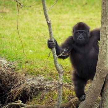 gulf breeze zoo